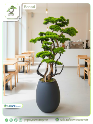 bonsai ağacı