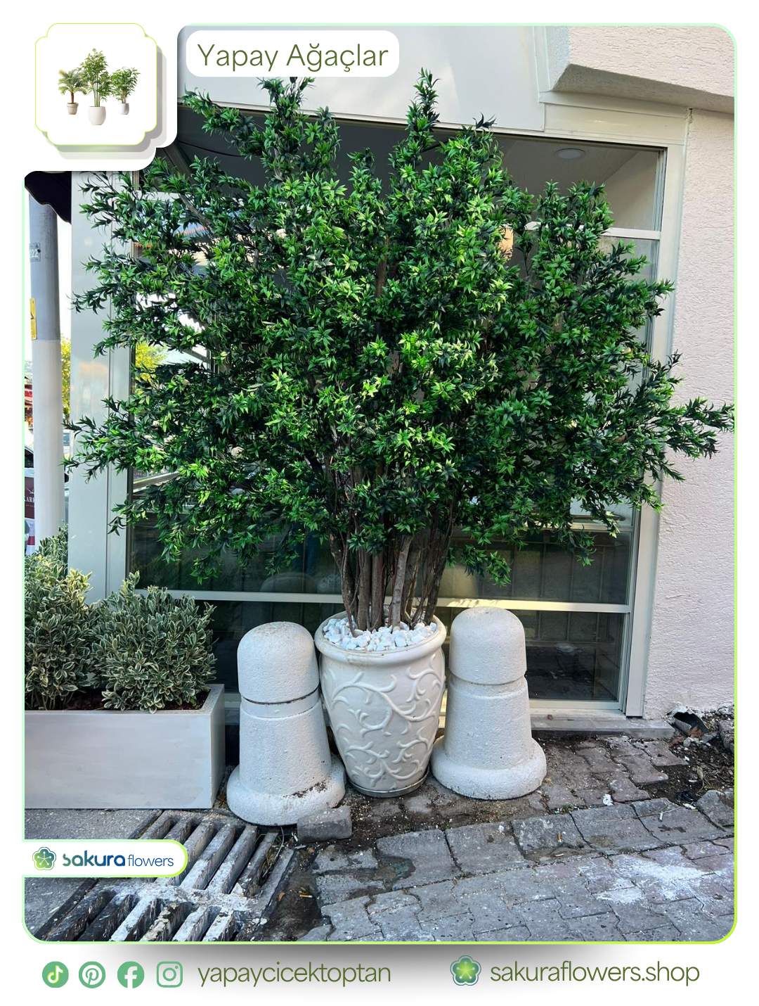 lüks antrasit saksı İçinde formlu dış mekan bitkisi lüks antrasit saksı İçinde formlu dış mekan bitkisi