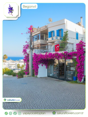 Güneşli bir günde, deniz kenarı bir yerleşim yerinde çiçeklerle süslü balkon ve teras görünümü.