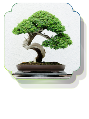 Bonsai