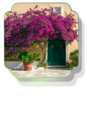 Begonvil Çiçekleri